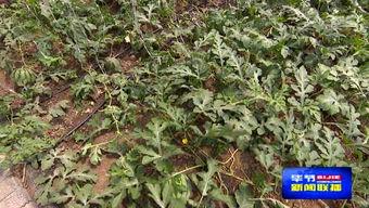 青草视频vip,畅享无界观影盛宴