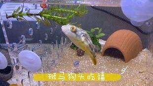 斑马狗头鱼视频,揭秘水中“斑马”的奇特魅力